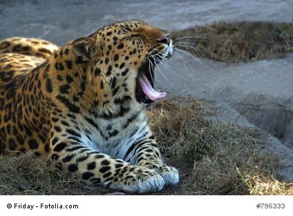 Panthera-Amur wünscht ein frohes neues Jahr 2015